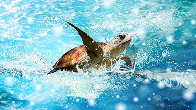 Sea Turtle background 3